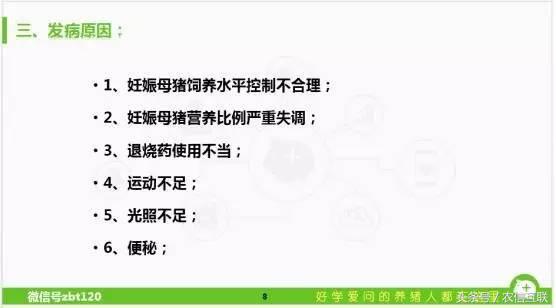 母猪产前低温不食是怎么回事,母猪低温不吃食最佳治疗方案