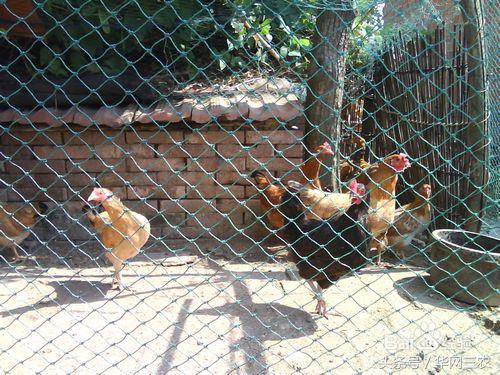 城里人到农村生活需要关注什么？农村信用社个人网上银行怎么开通