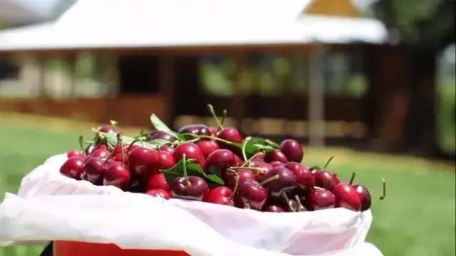 澳大利亚的新鲜樱桃,国内澳洲樱桃