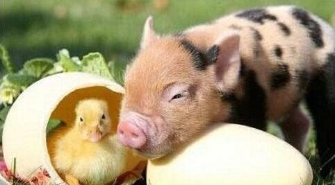 茶杯猪要在那里购买？茶杯猪是什么样的？