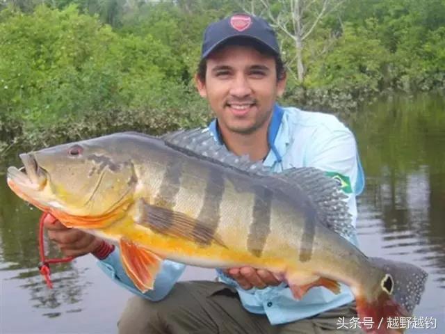 亚马逊钓鱼钓到最大的鱼,亚马逊钓到1吨的鱼