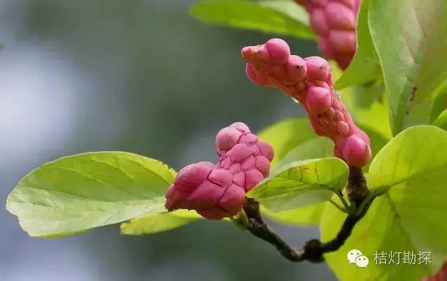 在野外什么千万别碰,这些植物千万不要乱碰