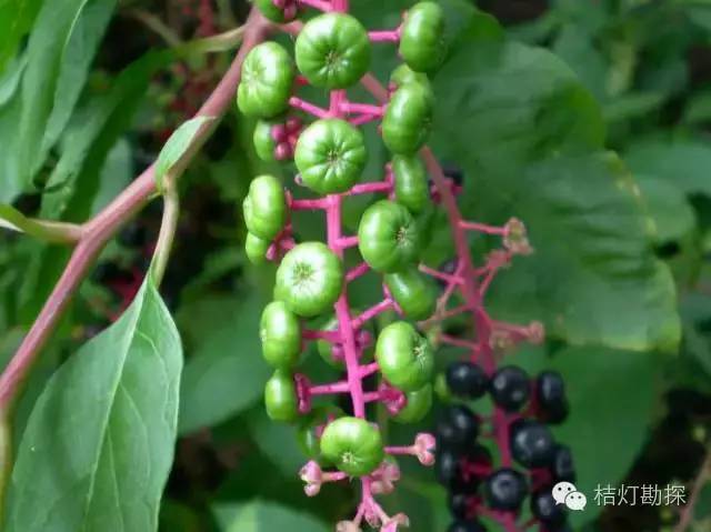 在野外什么千万别碰,这些植物千万不要乱碰