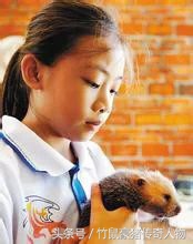 办理野生动物繁育许可证流程,怎么申请野生动物经营许可证