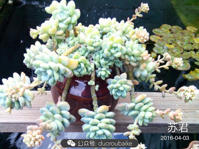 劳尔罗琦很香吗,劳尔与罗琦