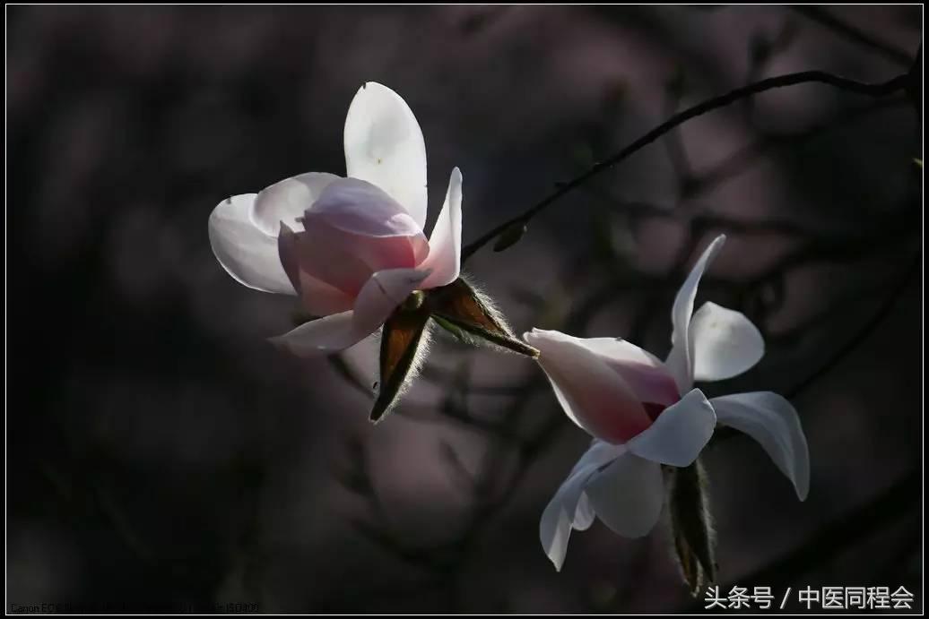 辛夷为什么能通鼻,辛夷通鼻见效时间