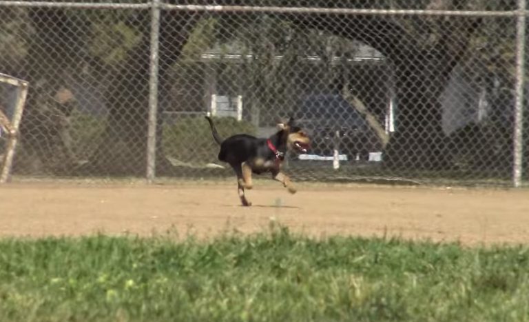 狗狗受到虐待一瘸一拐,狗狗被虐待断腿