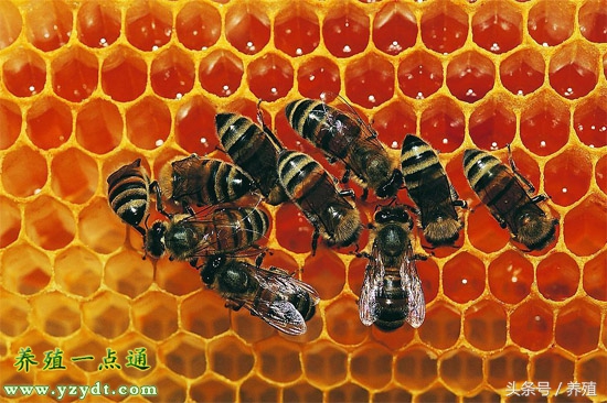 蜜蜂孢子虫病症状及治疗,蜜蜂如何防治蝇虫