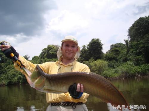 亚马逊钓鱼钓到最大的鱼,亚马逊钓到1吨的鱼