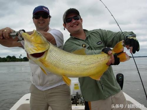 亚马逊钓鱼钓到最大的鱼,亚马逊钓到1吨的鱼