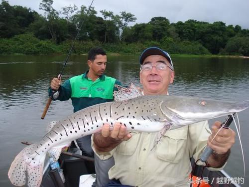 亚马逊钓鱼钓到最大的鱼,亚马逊钓到1吨的鱼