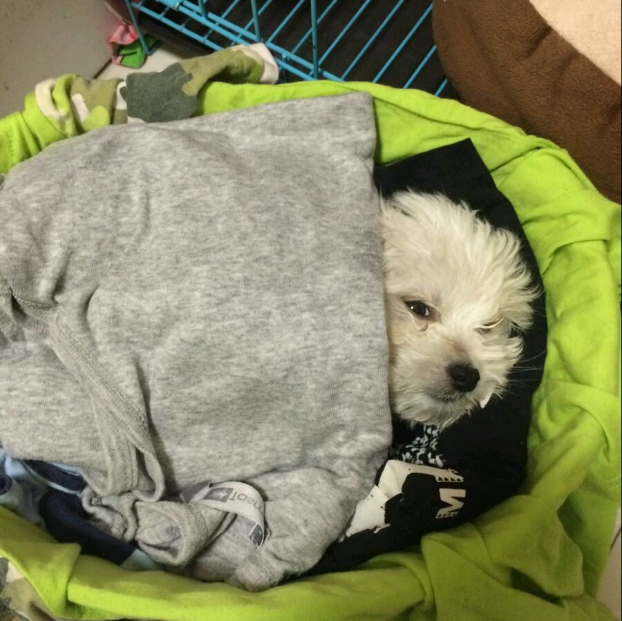 比熊犬怎么知道身上有虫子,怎么知道比熊狗有皮肤病