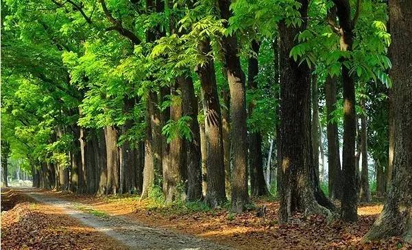 怎么区分桃花心木等级,拇指琴相思木和桃花心木的区别