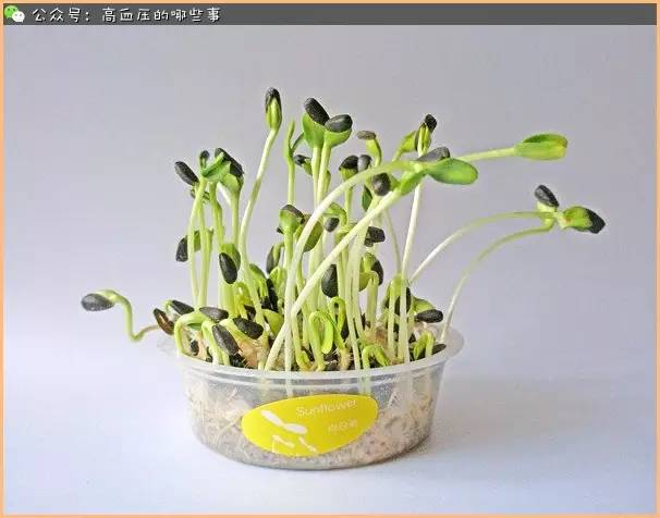 抗劳累的食物推荐,抗衰老菜图片