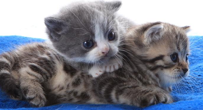 治疗耳螨的简单方法,耳螨怎么治