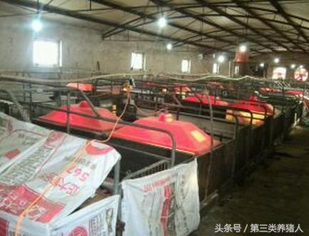 养猪技术教程猪仔,养猪技术视频小猪饲料