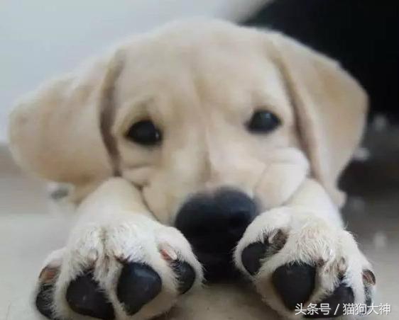 你莫名其妙找不到的东西，可能都在你家狗狗肚子里