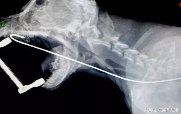 你莫名其妙找不到的东西，可能都在你家狗狗肚子里