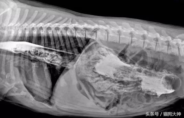 你莫名其妙找不到的东西，可能都在你家狗狗肚子里