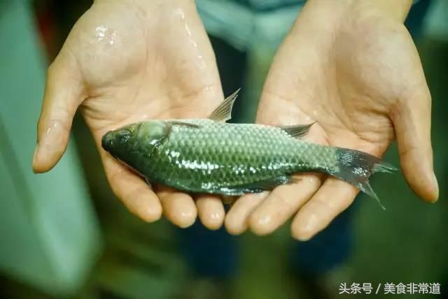 美食非常道最新一期,美食非常道现在叫什么