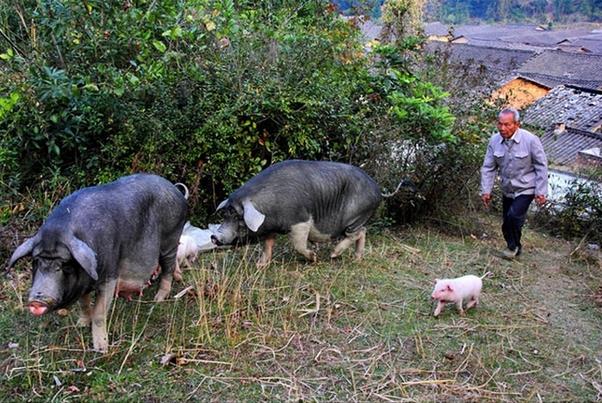 农村奶奶教我的土偏方,农村奶奶讲偏方