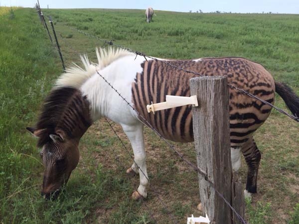 斑马和普通的马在一起后生下的马长什么样？