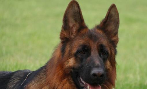 什么是德牧头版,什么是德牧的背线