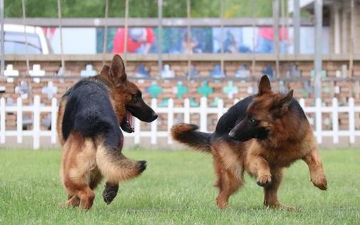 什么是德牧头版,什么是德牧的背线