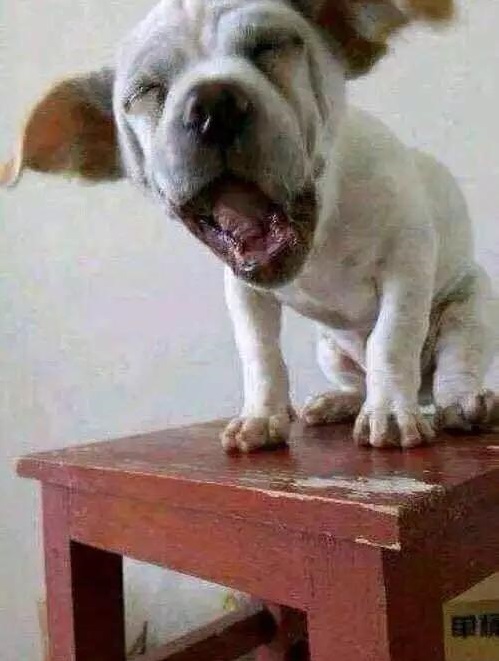 狗狗沉浸式啃泡椒鸡爪,狗狗嘴馋吃别人给的东西