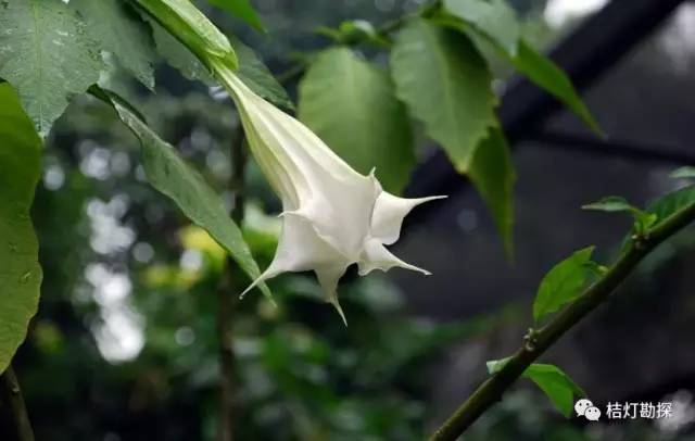 在野外什么千万别碰,这些植物千万不要乱碰