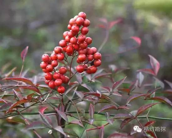 在野外什么千万别碰,这些植物千万不要乱碰