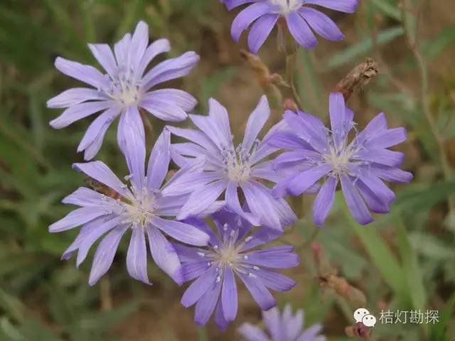 在野外什么千万别碰,这些植物千万不要乱碰