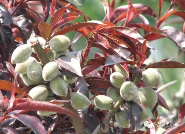 在野外什么千万别碰,这些植物千万不要乱碰