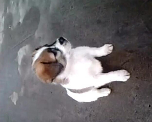 男子给小狗灌白酒，下一幕让人想说脏话！