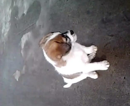 男子给小狗灌白酒，下一幕让人想说脏话！