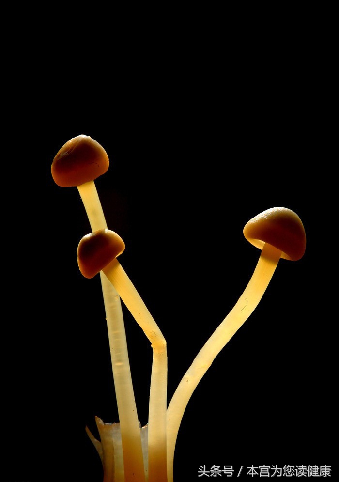 经常吃金针菇好吗,经常吃金针菇好不好