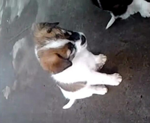 男子给小狗灌白酒，下一幕让人想说脏话！