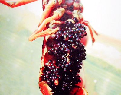 龙虾是怎么生卵的,有哪些女生喜欢吃龙虾