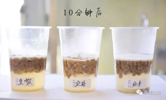 狗粮综合测评分析,狗粮怎么选多款狗粮测评来袭