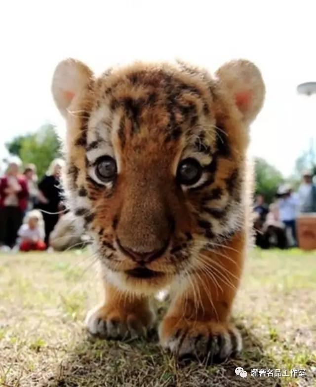 古驰包经典款gucci,gucci古驰包经典款