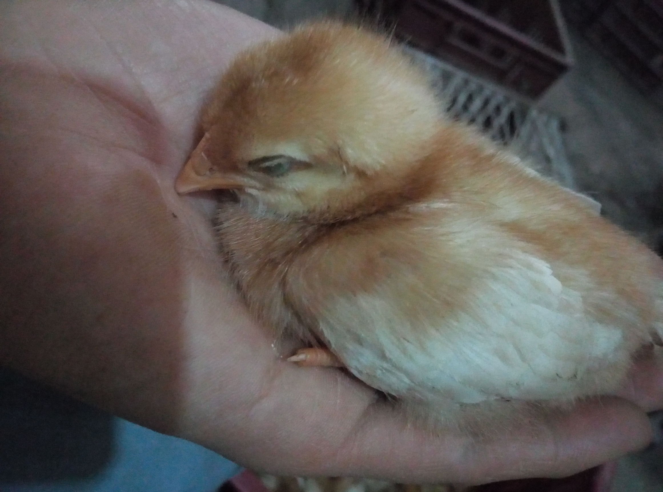 鸡苗做疫苗的顺序,鸡苗打疫苗的正确方法视频