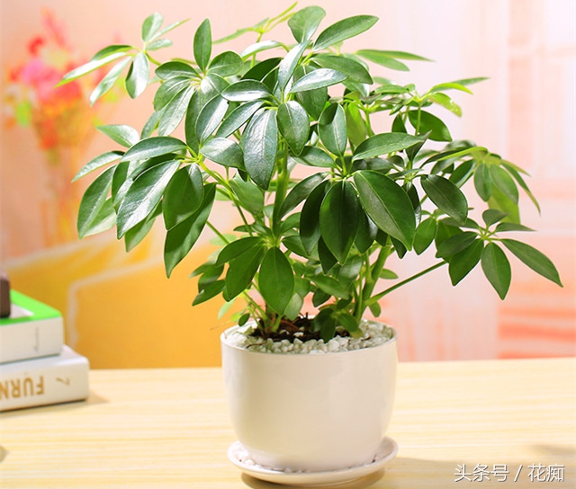 鹅掌柴，扦插繁殖都这么容易爆盆？