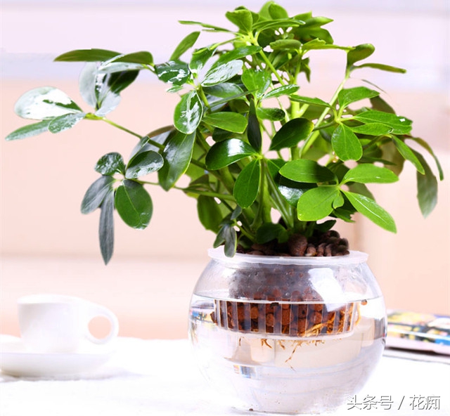 鹅掌柴，扦插繁殖都这么容易爆盆？