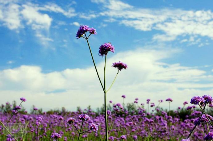 离这里最近的薰衣草庄园,中国最浪漫的地方薰衣草