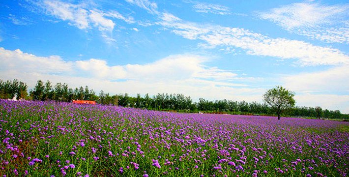 离这里最近的薰衣草庄园,中国最浪漫的地方薰衣草