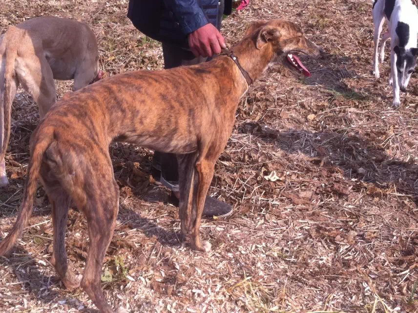 格力犬视频素材稀有,分享一张格力犬的照片