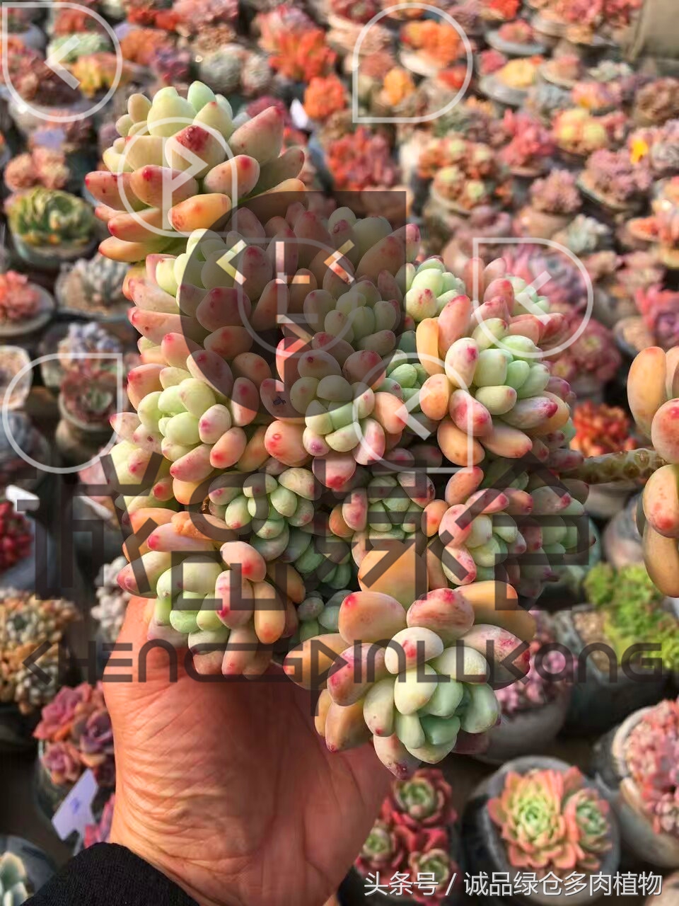 多肉植物大棚直播,密斯达多肉大棚视频