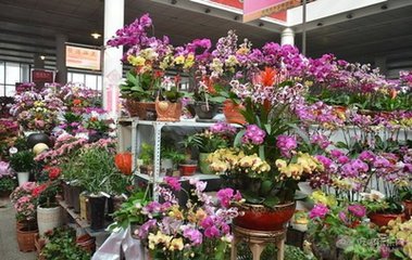 新年买花谨慎买到“嫁接花”