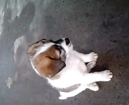 男子给小狗灌白酒，下一幕让人想说脏话！