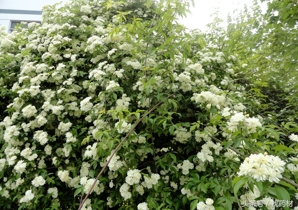 自制中药紧致皮肤的面膜,效果特别明显的中药面膜